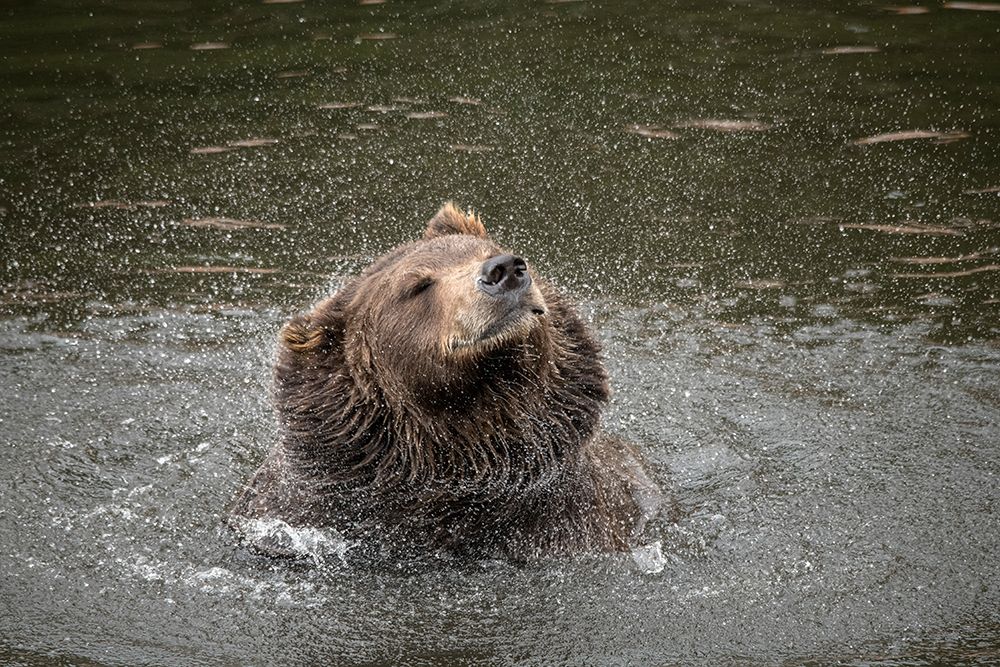Brown bear at Fortress of the Bear- a rescue center in Sitka- shakes off water.